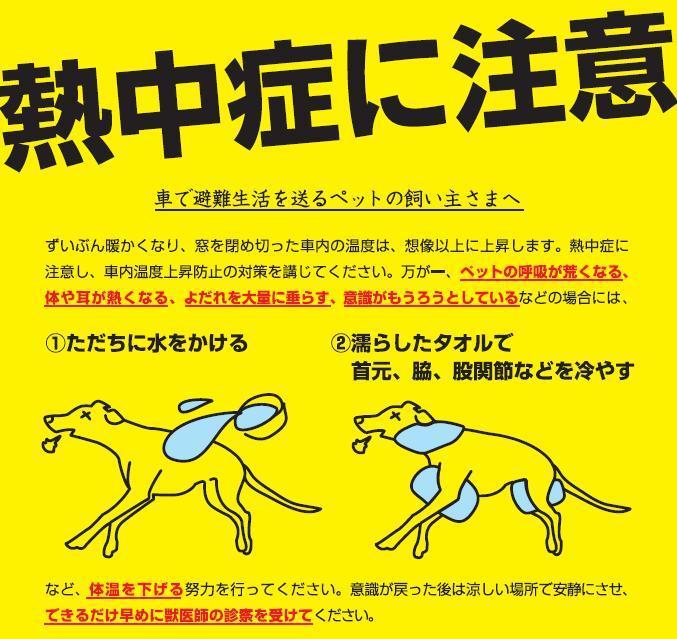 ペットを熱中症から守るために 犬の散歩は日中はやめましょう Losの日々ブログ スポーツ 芸能 ダイエットなど